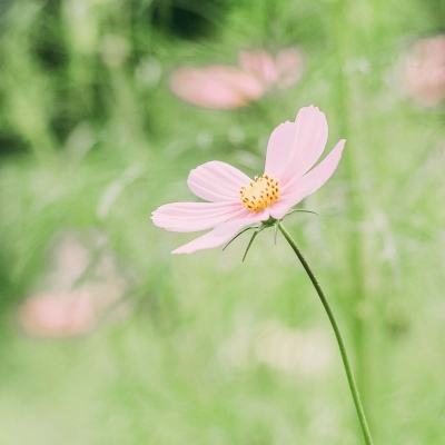 帝国守卫战苹果版